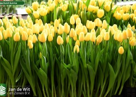 Tulipa Dutch Sunrise ® (2)